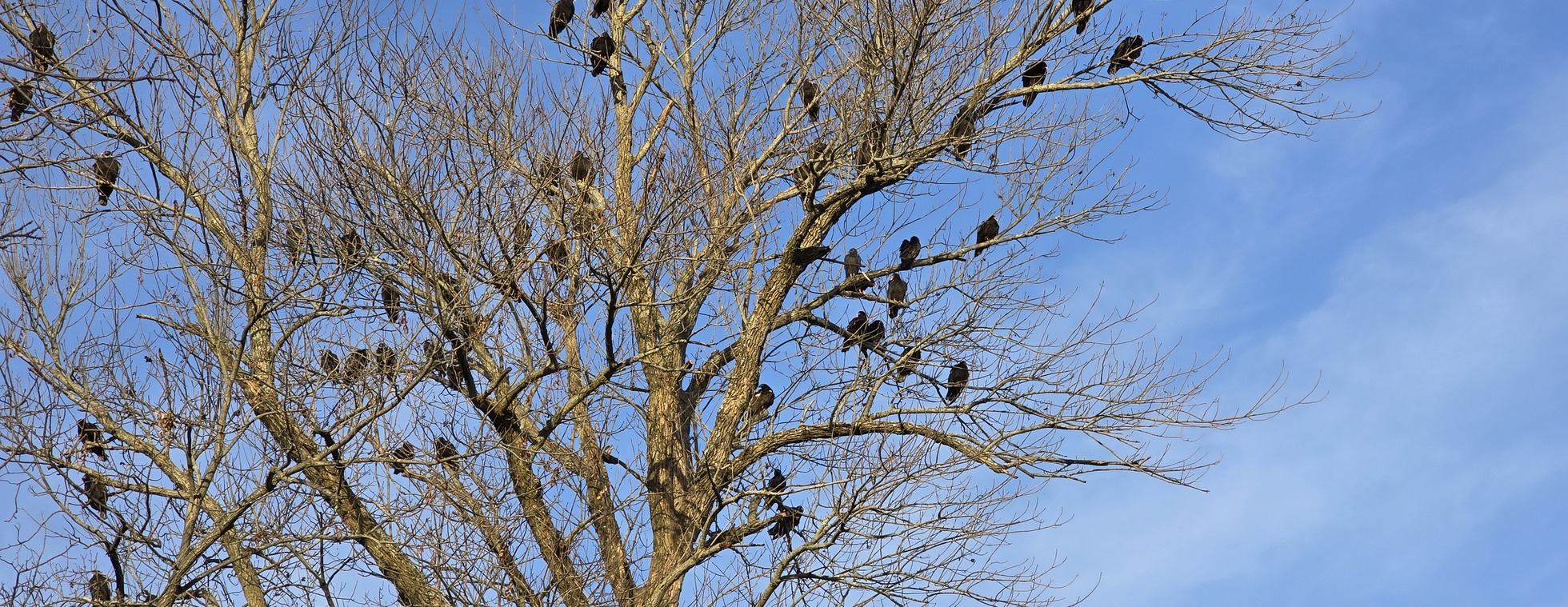 Bird Feeder Sit & Chat